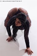 Foto Annunci Escort Avellino Erika 338 5964983 - 17